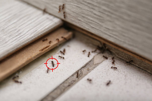 Best Commercial Pest Control Services  in Fountain Hill, PA