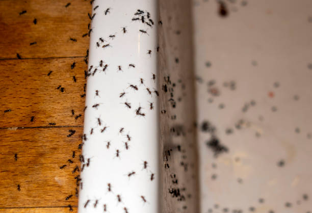 Best Local Pest Control Services  in Fountain Hill, PA