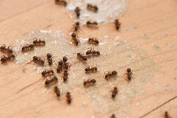 Best Flea Control Services  in Fountain Hill, PA