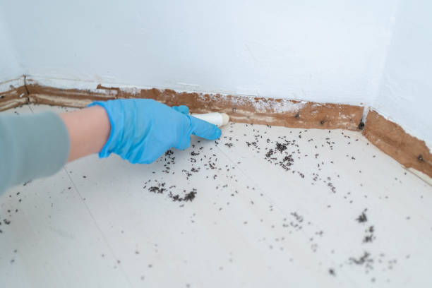 Best Residential Pest Control  in Fountain Hill, PA